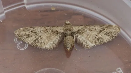 Mottled Pug - photo 8