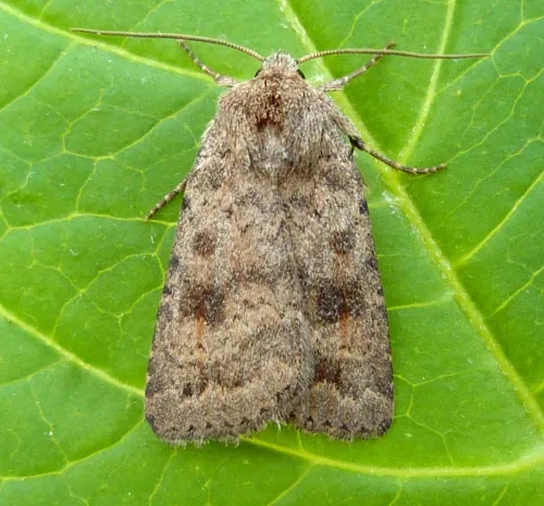 Mottled Rustic