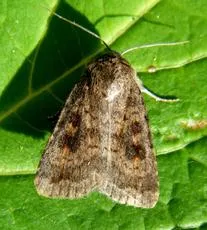Mottled Rustic - photo 2