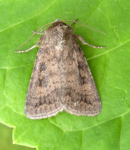 Mottled Rustic - photo 3