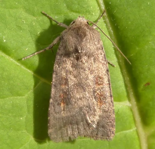 Mottled Rustic - photo 4