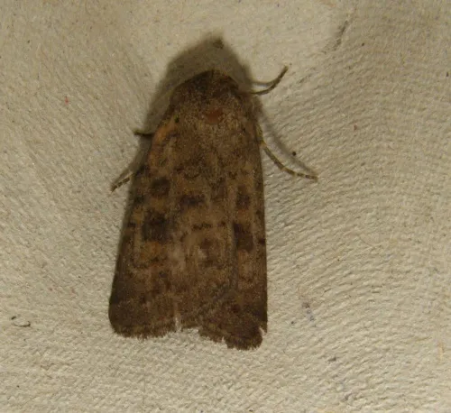 Mottled Rustic - photo 5