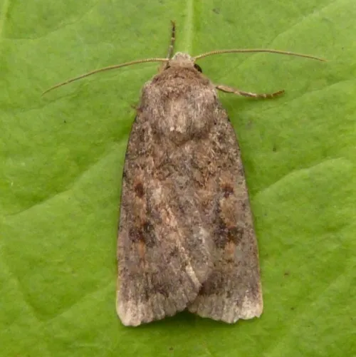 Mottled Rustic - photo 6