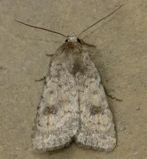 Mottled Rustic - photo 7