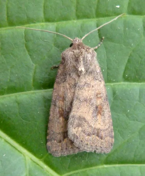 Mottled Rustic - photo 8