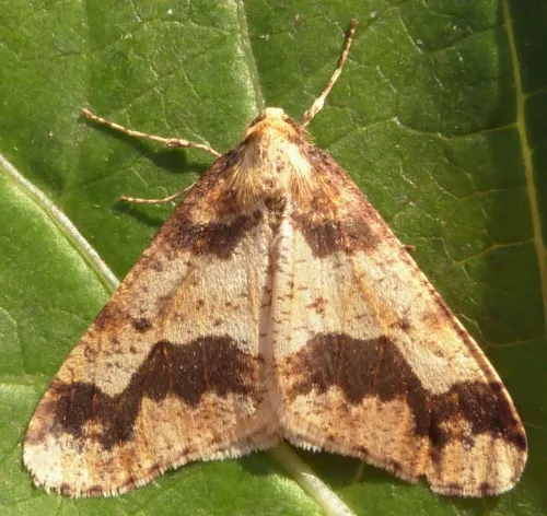 Mottled Umber - photo 2