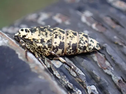 Mottled Umber - photo 3