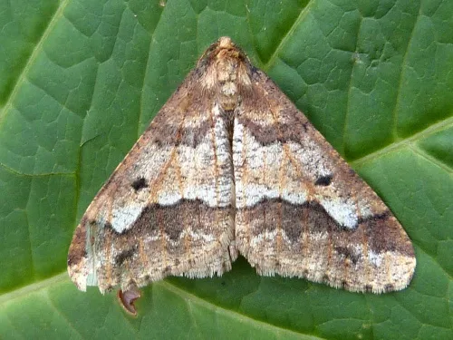 Mottled Umber - photo 4