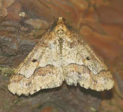 Mottled Umber - photo 5