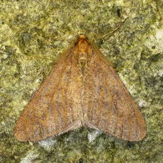 Mottled Umber - photo 6