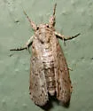 Motya abseuzalis - Hodges#8981 - photo 2