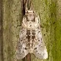 Motya abseuzalis - Hodges#8981 - photo 4
