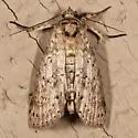 Motya abseuzalis - Hodges#8981 - photo 5