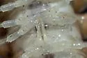 Motyxia porrecta - photo 4