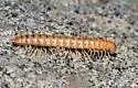 Motyxia sequoia