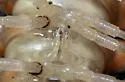 Motyxia sequoia - photo 3