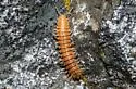 Motyxia sequoiae - photo 3
