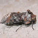 Mouralia tinctoides - Hodges#8884 - Mouralia tinctoides