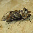 Mouralia tinctoides - Hodges#8884 - photo 2