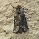 Mouralia tinctoides - Hodges#8884 - photo 3