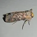 Mouralia tinctoides - Hodges#8884 - photo 4