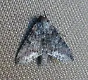 Mouralia tinctoides - Hodges#8884 - photo 5