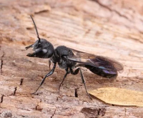 Mournful Wasp