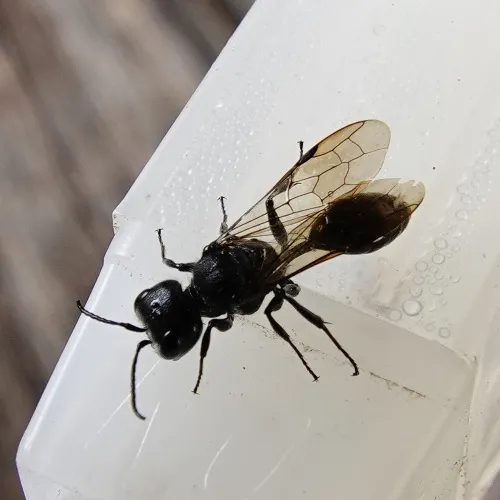 Mournful Wasp - photo 2