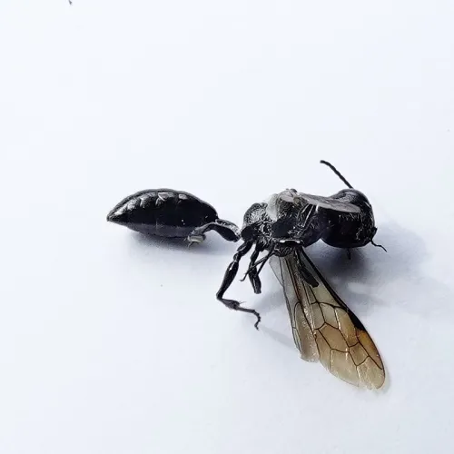 Mournful Wasp - photo 3