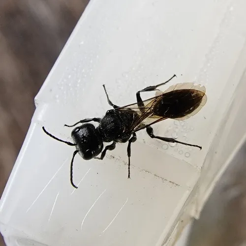 Mournful Wasp - photo 4