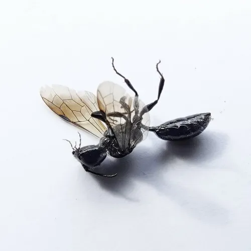 Mournful Wasp - photo 5