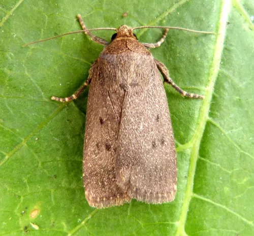 Mouse Moth