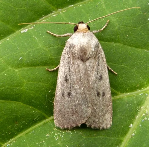 Mouse Moth - photo 2