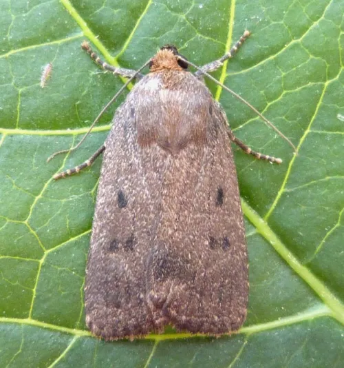 Mouse Moth - photo 3