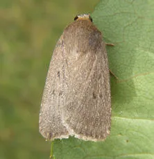 Mouse Moth - photo 4