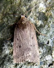 Mouse Moth - photo 5