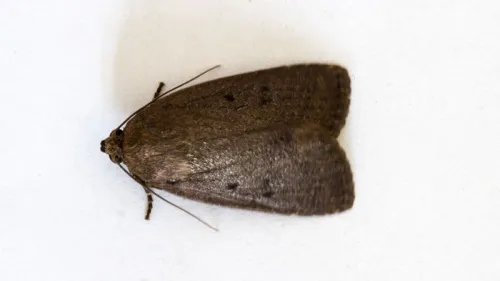 Mouse Moth - photo 6