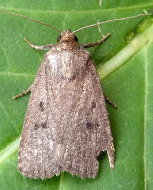 Mouse Moth - photo 7