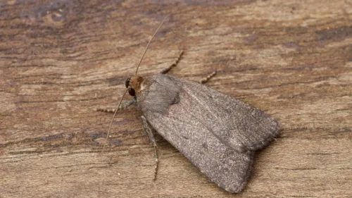 Mouse Moth - photo 8