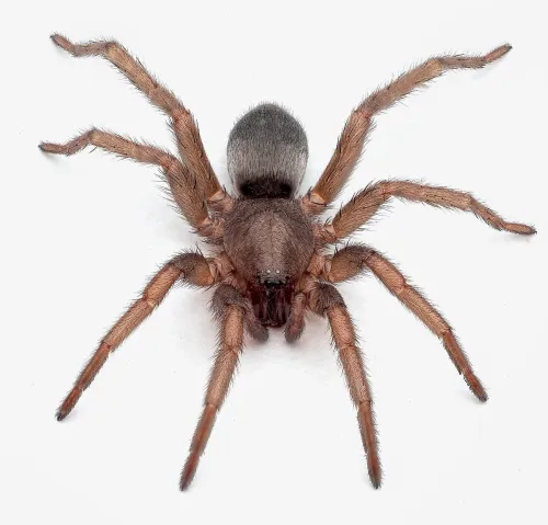 Mouse Spider - photo 2