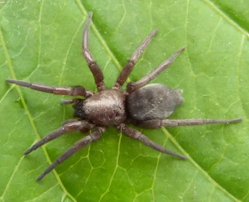Mouse Spider - photo 3