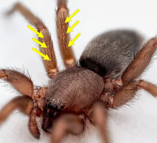 Mouse Spider - photo 4