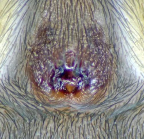 Mouse Spider - photo 6