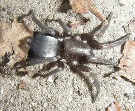 Mouse Spider - photo 7
