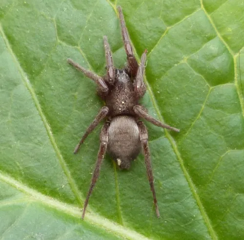 Mouse Spider - photo 8