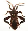 Mozena buenoi