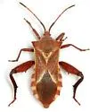 Mozena buenoi - photo 2