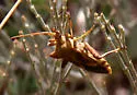 Mozena buenoi - photo 4