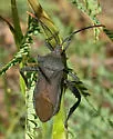 Mozena cf-pallisteri