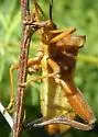 Mozena lunata - photo 5